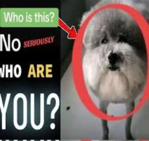 Who is this? No seriously WHO ARE YOU | image tagged in who is this no seriously who are you | made w/ Imgflip meme maker