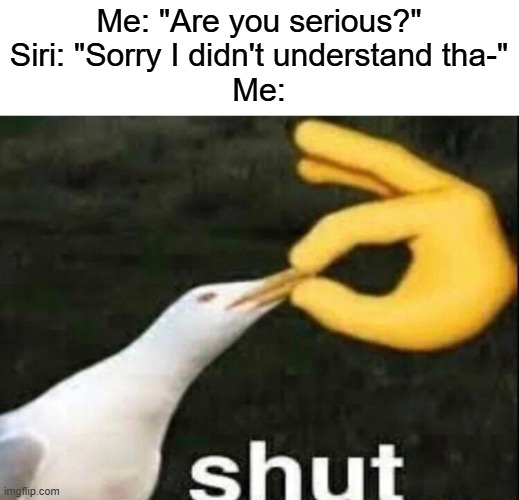 I'M NOT TALKING TO YOU SIRI. | Me: "Are you serious?"
Siri: "Sorry I didn't understand tha-"
Me: | image tagged in shut,funny,stop reading the tags | made w/ Imgflip meme maker