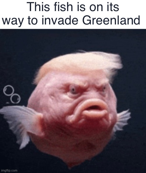 Fish | This fish is on its way to invade Greenland | image tagged in fish,donald trump | made w/ Imgflip meme maker
