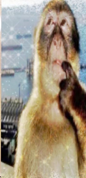 Thinking monkey Blank Meme Template