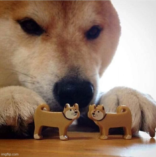 image tagged in shiba making toys kiss | made w/ Imgflip meme maker