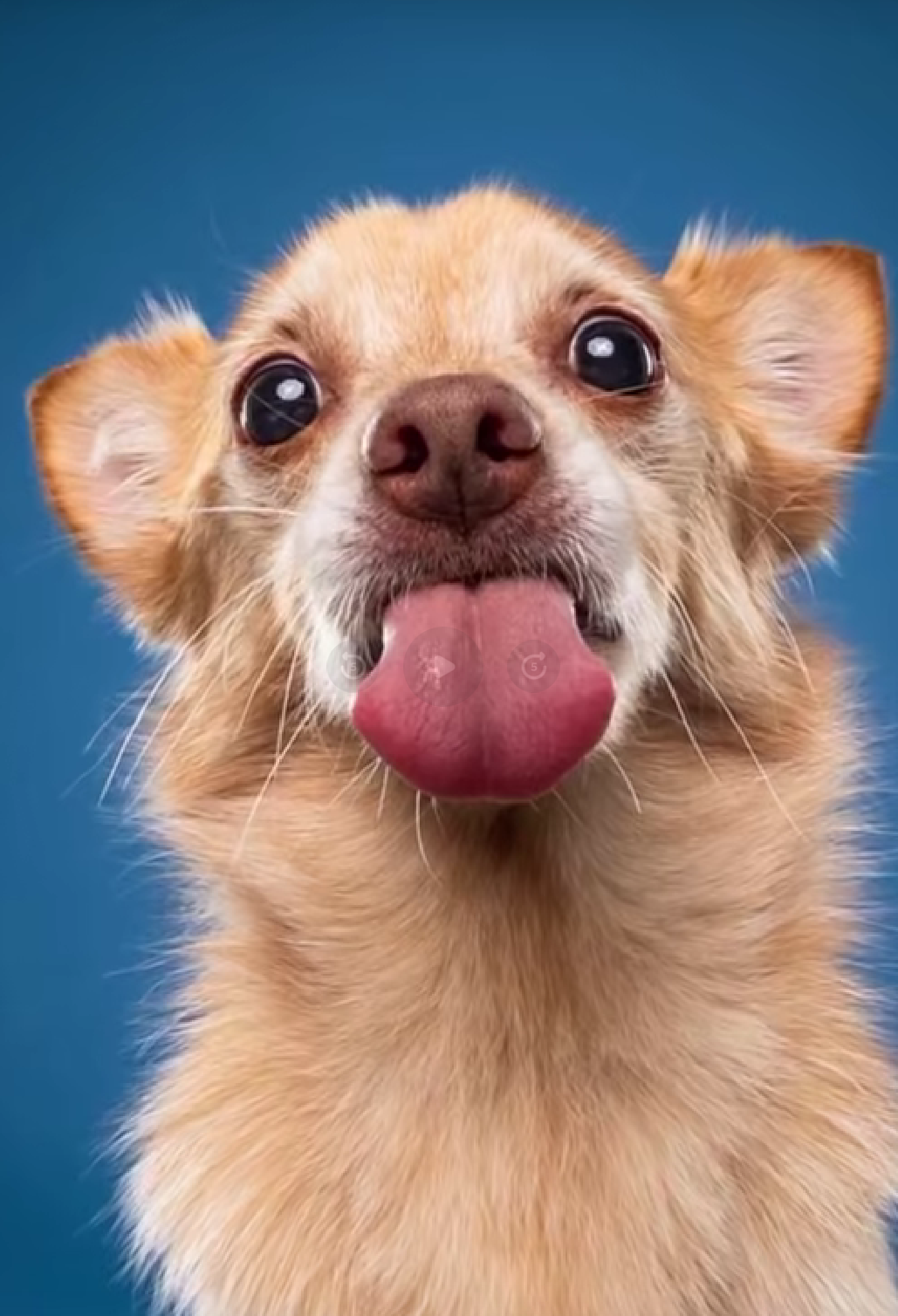 Dog Blank Meme Template