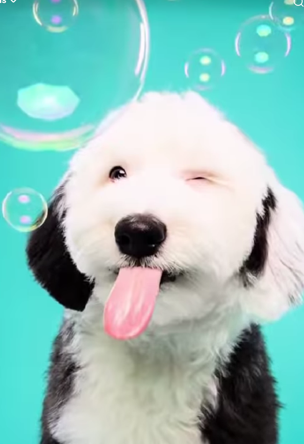 Dog Blank Meme Template