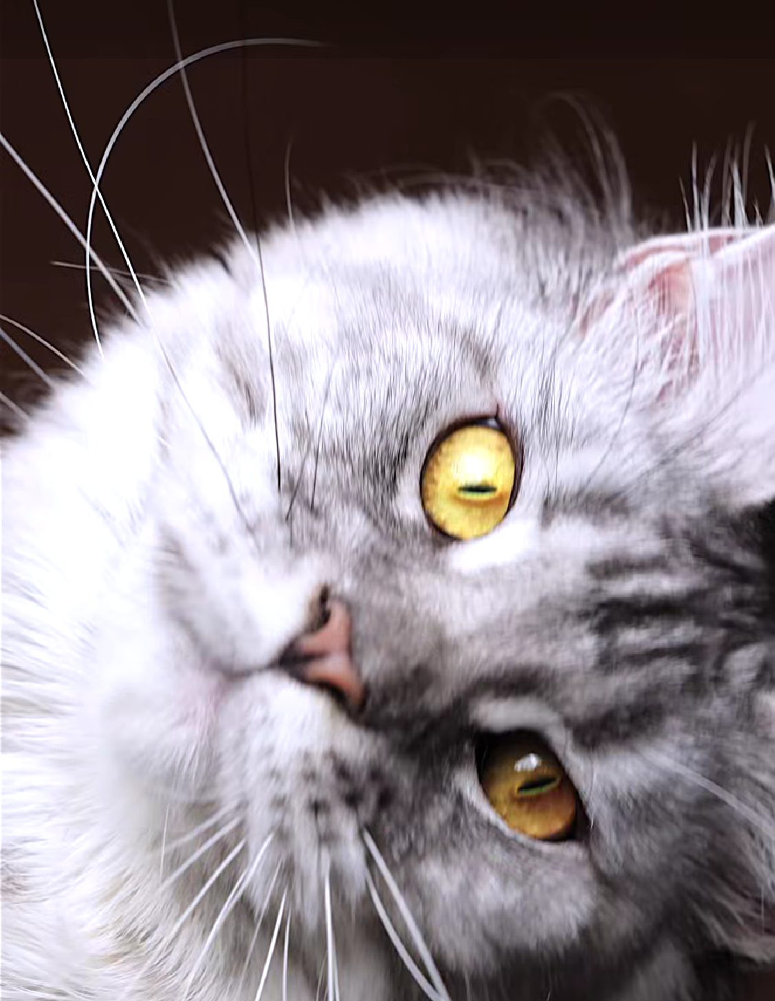 Cat Blank Meme Template