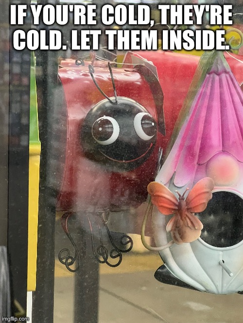 IF YOU'RE COLD, THEY'RE COLD. LET THEM INSIDE. | image tagged in dollar store,ladybug,cold weather,funny memes | made w/ Imgflip meme maker