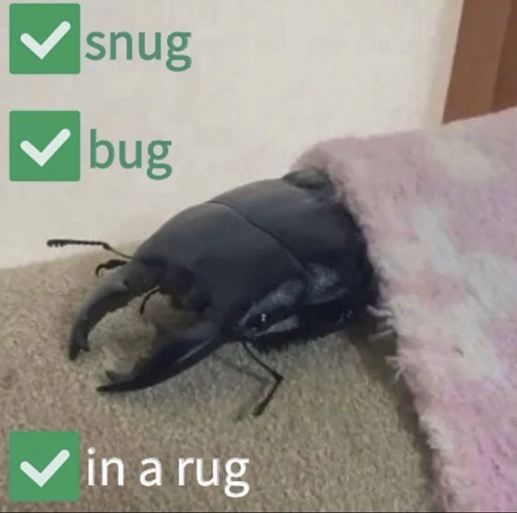 Snug as a bug in a rug Blank Meme Template