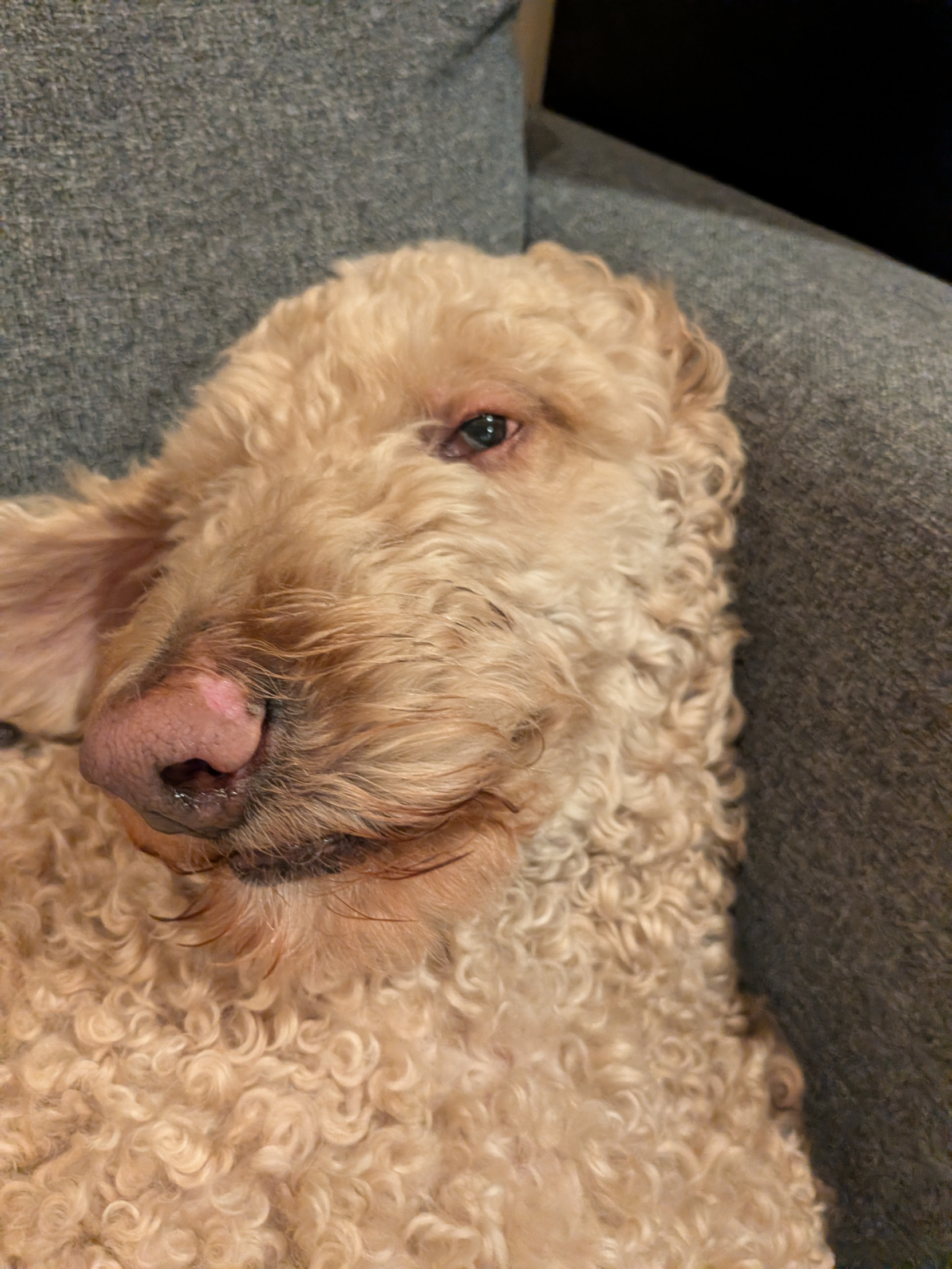 dog stare Blank Meme Template