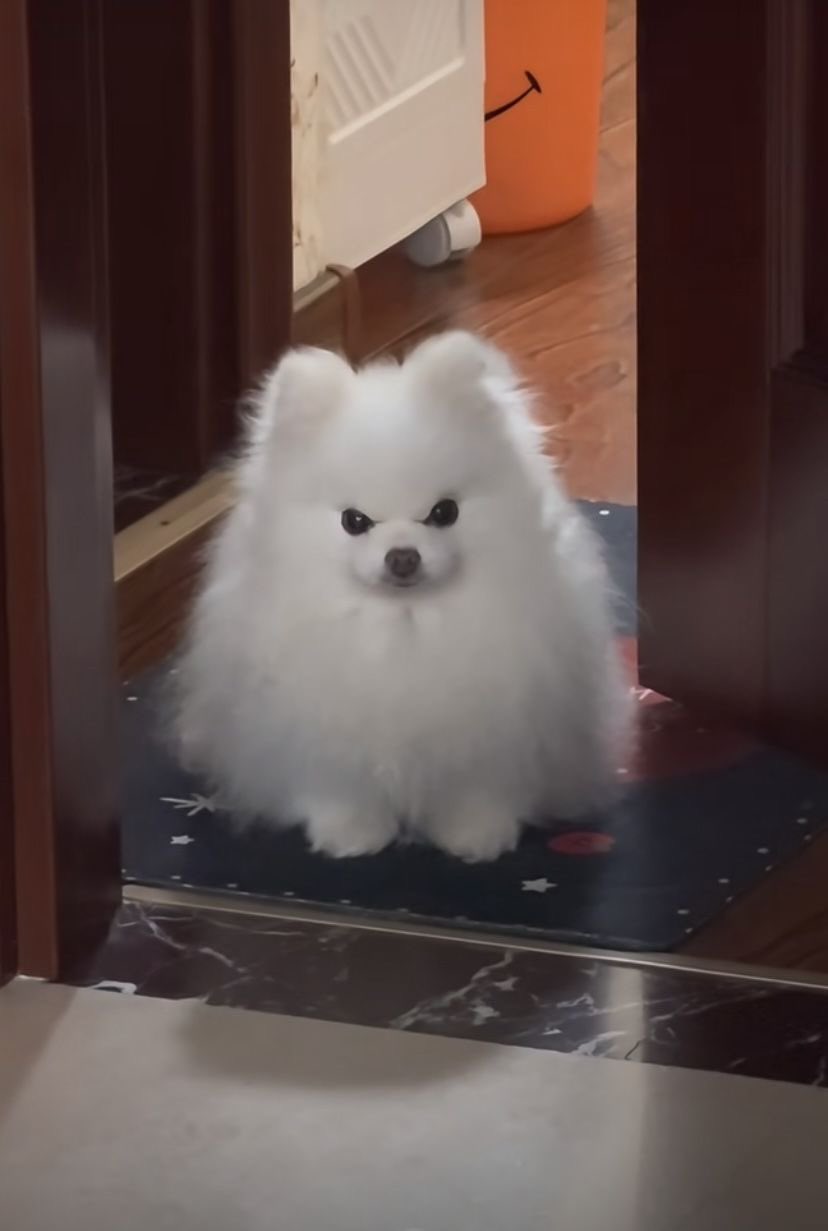 angry puppy Blank Meme Template