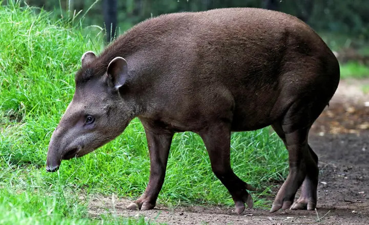 Anta Blank Meme Template