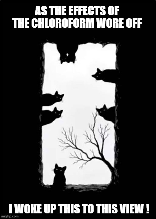 How Did I End Up Here ? | AS THE EFFECTS OF THE CHLOROFORM WORE OFF; I WOKE UP THIS TO THIS VIEW ! | image tagged in cats,chloroform,grave | made w/ Imgflip meme maker