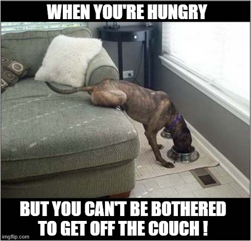 Now That's Just Lazy ! | WHEN YOU'RE HUNGRY; BUT YOU CAN'T BE BOTHERED
TO GET OFF THE COUCH ! | image tagged in dogs,dinner,lazy,couch | made w/ Imgflip meme maker