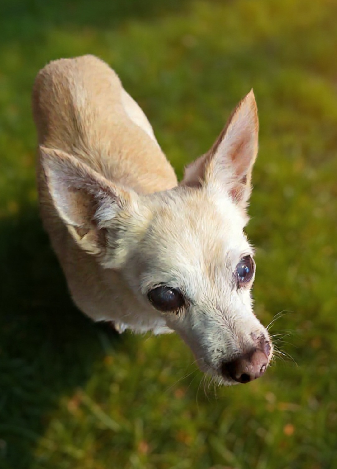 Ginger Blank Meme Template