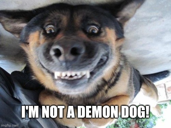 Smiling Dog | I'M NOT A DEMON DOG! | image tagged in smiling dog | made w/ Imgflip meme maker