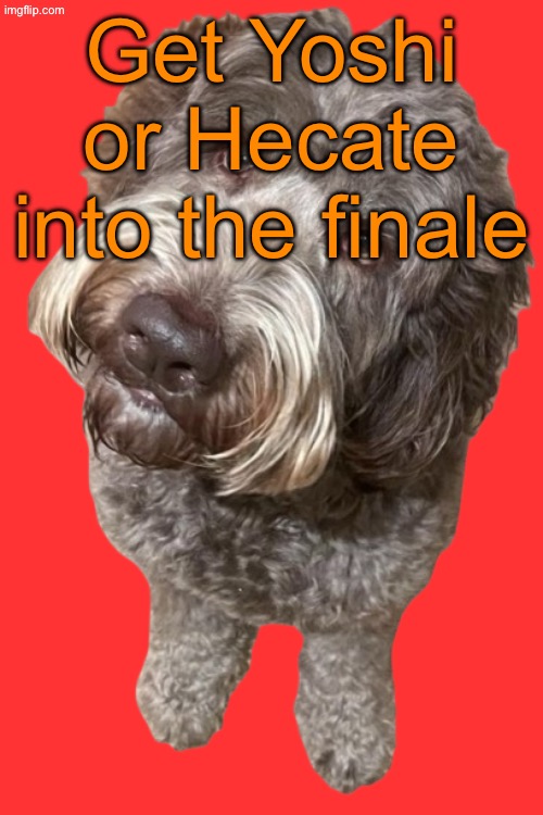 The semifinals continue | Get Yoshi or Hecate into the finale | image tagged in northers dog transparent | made w/ Imgflip meme maker