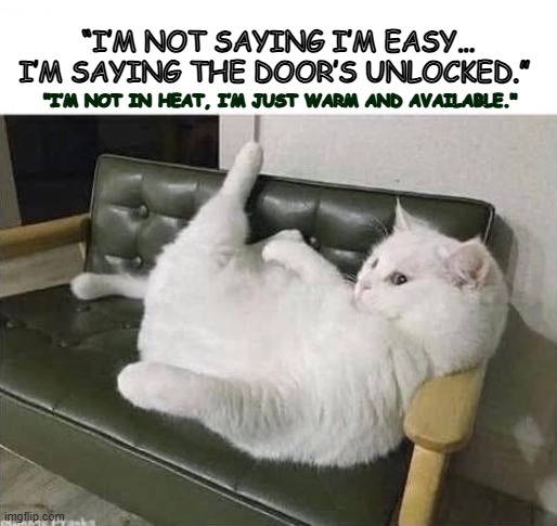 cats | “I’M NOT SAYING I’M EASY… I’M SAYING THE DOOR’S UNLOCKED.”; "I’M NOT IN HEAT, I’M JUST WARM AND AVAILABLE." | image tagged in funny | made w/ Imgflip meme maker