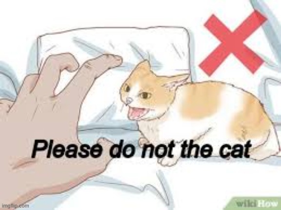 Please do not the cat | image tagged in please do not the cat | made w/ Imgflip meme maker
