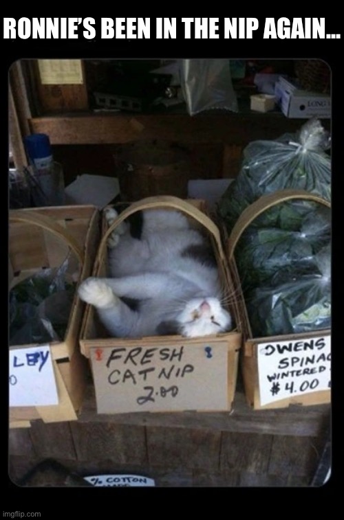 Ronnie has a ‘nip account with the farmer’s market… | RONNIE’S BEEN IN THE NIP AGAIN… | image tagged in cats,catnip,farmers market,ronnie | made w/ Imgflip meme maker