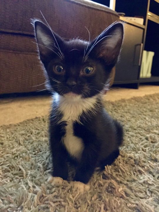 Chrisjoines1 Blank Meme Template