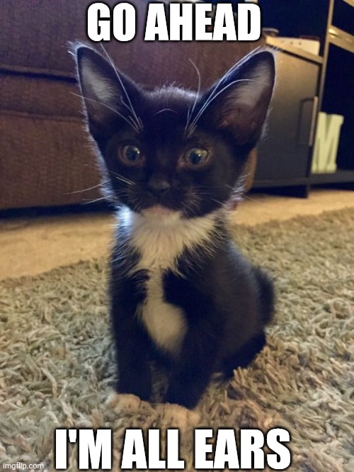 Go Ahead I'm All Ears | GO AHEAD; I'M ALL EARS | image tagged in chrisjoines1 | made w/ Imgflip meme maker