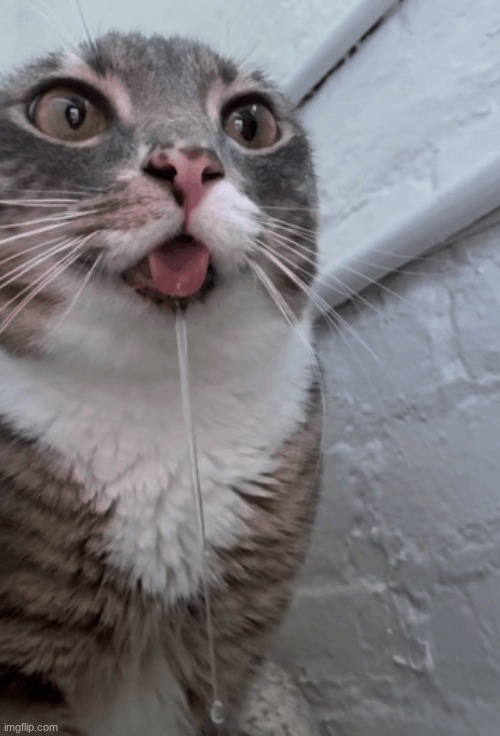 dotewav has me braindead | made w/ Imgflip meme maker