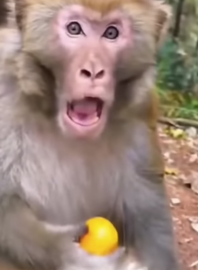 Offended Macaque holding orange Blank Meme Template