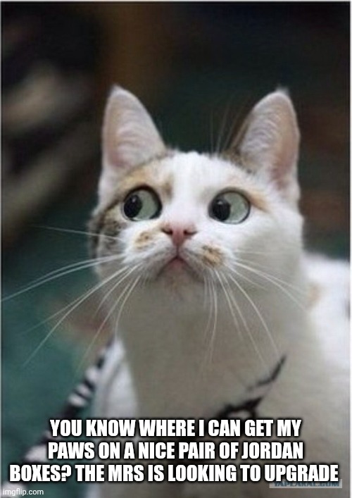 Shady Cat | YOU KNOW WHERE I CAN GET MY PAWS ON A NICE PAIR OF JORDAN BOXES? THE MRS IS LOOKING TO UPGRADE | image tagged in shady cat | made w/ Imgflip meme maker