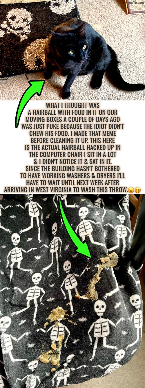 Pet Shamed Twice In A Week | WHAT I THOUGHT WAS A HAIRBALL WITH FOOD IN IT ON OUR MOVING BOXES A COUPLE OF DAYS AGO WAS JUST PUKE BECAUSE THE IDIOT DIDN'T CHEW HIS FOOD. I MADE THAT MEME BEFORE CLEANING IT UP. THIS HERE IS THE ACTUAL HAIRBALL HACKED UP IN THE COMPUTER CHAIR I SIT IN A LOT & I DIDN'T NOTICE IT & SAT IN IT. SINCE THE BUILDING HASN'T BOTHERED TO HAVE WORKING WASHERS & DRYERS I'LL HAVE TO WAIT UNTIL NEXT WEEK AFTER ARRIVING IN WEST VIRGINIA TO WASH THIS THROW.😖🤭 | image tagged in cats,funny cats,pet shamed,shameless,puke,sat in vomit | made w/ Imgflip meme maker