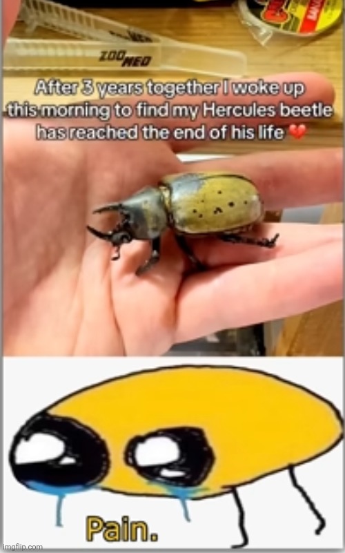 upvote for beetle | made w/ Imgflip meme maker