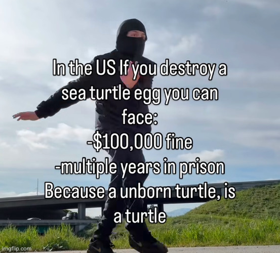 I'ma just keep going | image tagged in abortion,turtle,abortion is murder,real,so true | made w/ Imgflip meme maker