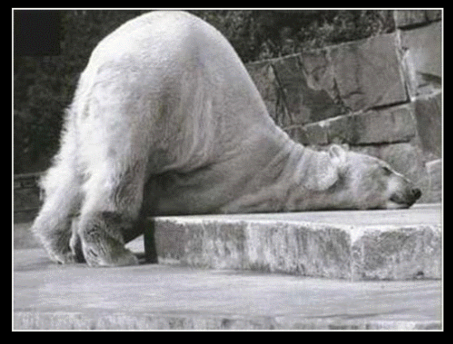 Polar bear Blank Meme Template