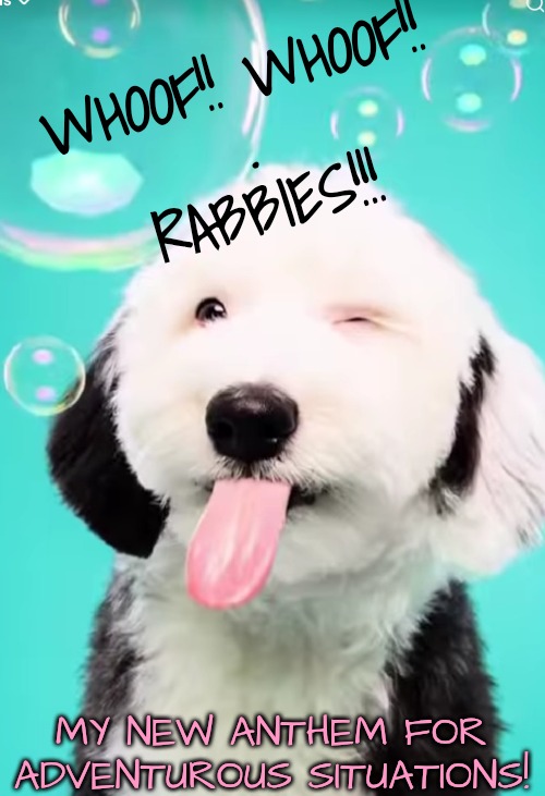 Dog | WHOOF!! WHOOF!!
.
RABBIES!!! MY NEW ANTHEM FOR ADVENTUROUS SITUATIONS! | image tagged in dog | made w/ Imgflip meme maker