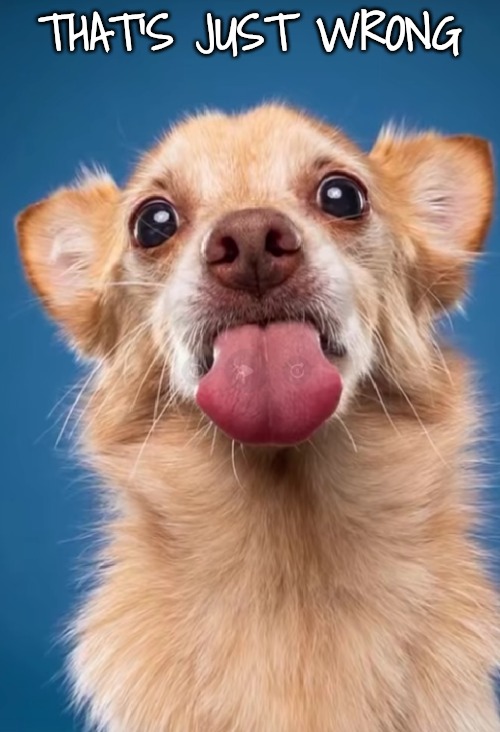 THAT'S JUST WRONG | image tagged in dog | made w/ Imgflip meme maker