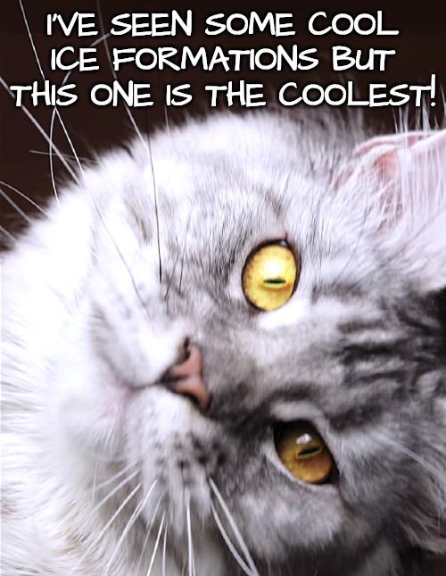 Cat | I'VE SEEN SOME COOL ICE FORMATIONS BUT THIS ONE IS THE COOLEST! | image tagged in cat | made w/ Imgflip meme maker