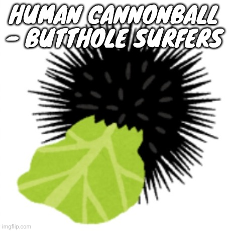 Illustration of a sea urchin eating cabbage | HUMAN CANNONBALL - BUTTHOLE SURFERS | image tagged in illustration of a sea urchin eating cabbage | made w/ Imgflip meme maker