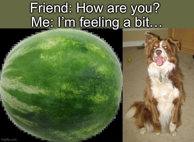 Feeling a bit… | Friend: How are you? 
Me: I’m feeling a bit… | image tagged in melon,chili the border collie,bad pun,feeling | made w/ Imgflip meme maker