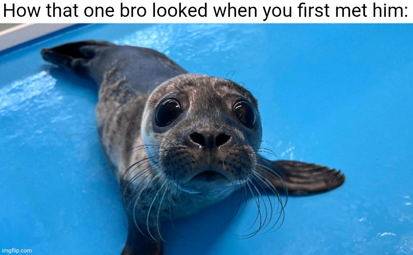 Time flies man... | How that one bro looked when you first met him: | image tagged in seal,brothers,friendship,time,nostalgia | made w/ Imgflip meme maker