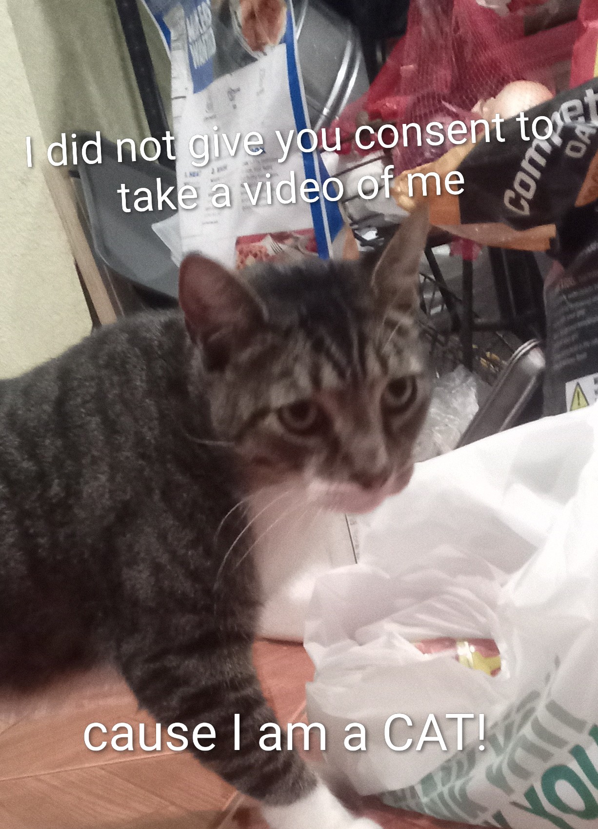 Cat doesn't give consent Blank Meme Template