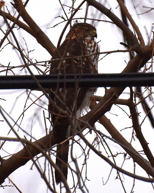 a hawk out by my creek | image tagged in hawkeye,creek,kewlew | made w/ Imgflip meme maker