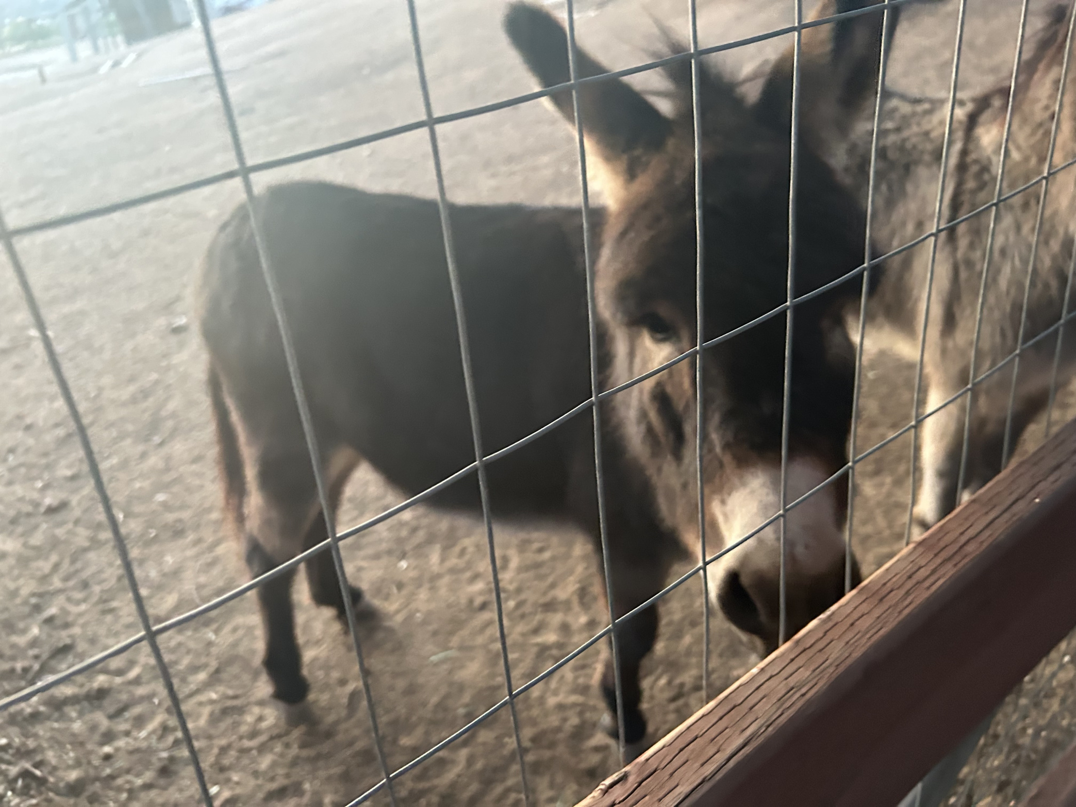 Donkey Blank Meme Template