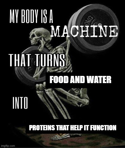 Daily Dose of Biology | FOOD AND WATER; PROTEINS THAT HELP IT FUNCTION | image tagged in my body is machine,biology,school | made w/ Imgflip meme maker