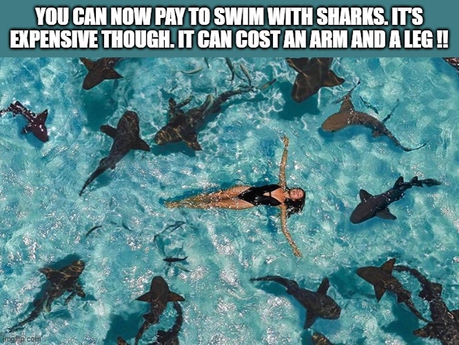 You can pay to swim with sharks. It's expensive. It can cost you an arm and a leg. | YOU CAN NOW PAY TO SWIM WITH SHARKS. IT'S EXPENSIVE THOUGH. IT CAN COST AN ARM AND A LEG !! | image tagged in funny,humor,joke,sharks,funny meme | made w/ Imgflip meme maker