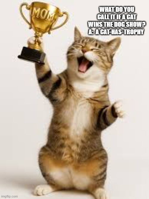 What do you call it when a cat wins a dog show? A: A cat-has-trophy. | WHAT DO YOU CALL IT IF A CAT WINS THE DOG SHOW? A:  A CAT-HAS-TROPHY | image tagged in funny,humor,cat,kittens,play on words | made w/ Imgflip meme maker