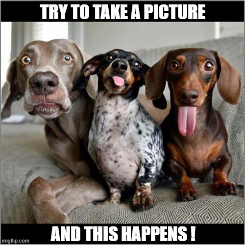 Everytime ! | TRY TO TAKE A PICTURE; AND THIS HAPPENS ! | image tagged in dogs,picture,ruined | made w/ Imgflip meme maker
