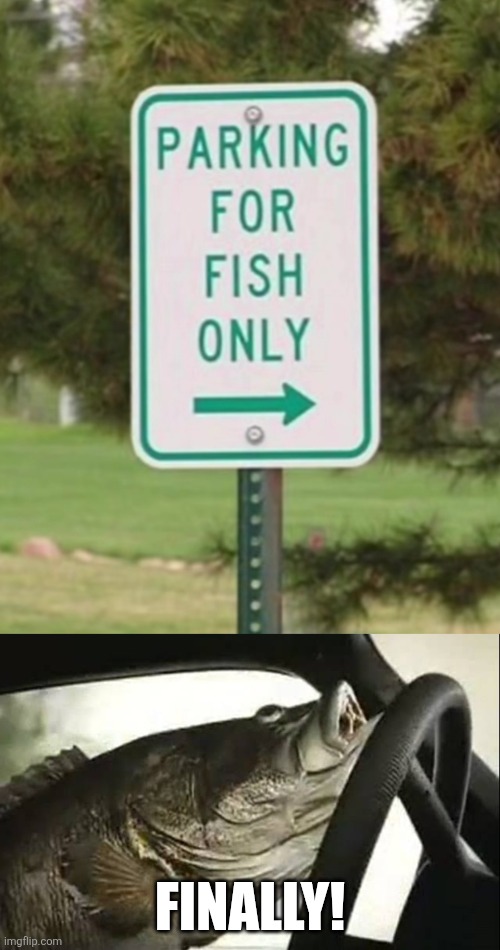 Fish Parking | FINALLY! | image tagged in fish,driving,parking,finally,eyeroll | made w/ Imgflip meme maker