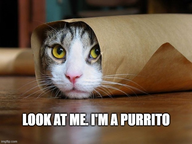This cat is wrapped up like a burrito.   --  funny  -- | LOOK AT ME. I'M A PURRITO | image tagged in cat,kittens,funny,humor,play on words,joke | made w/ Imgflip meme maker