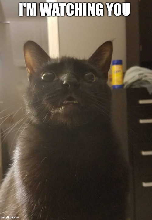 I'M WATCHING YOU | image tagged in cat | made w/ Imgflip meme maker