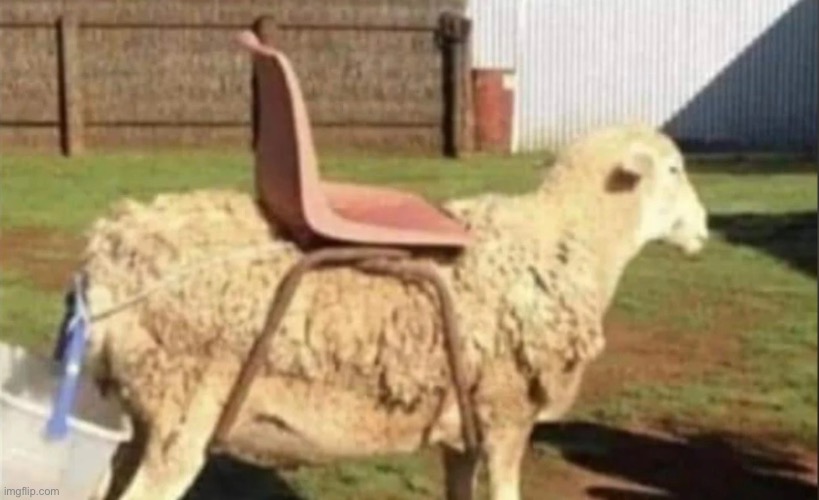 image tagged in sheep | made w/ Imgflip meme maker