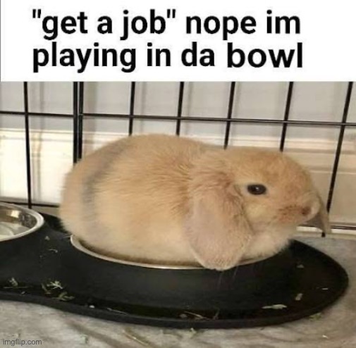 This IS his job | image tagged in bunnies,lol,fluffy,memes | made w/ Imgflip meme maker