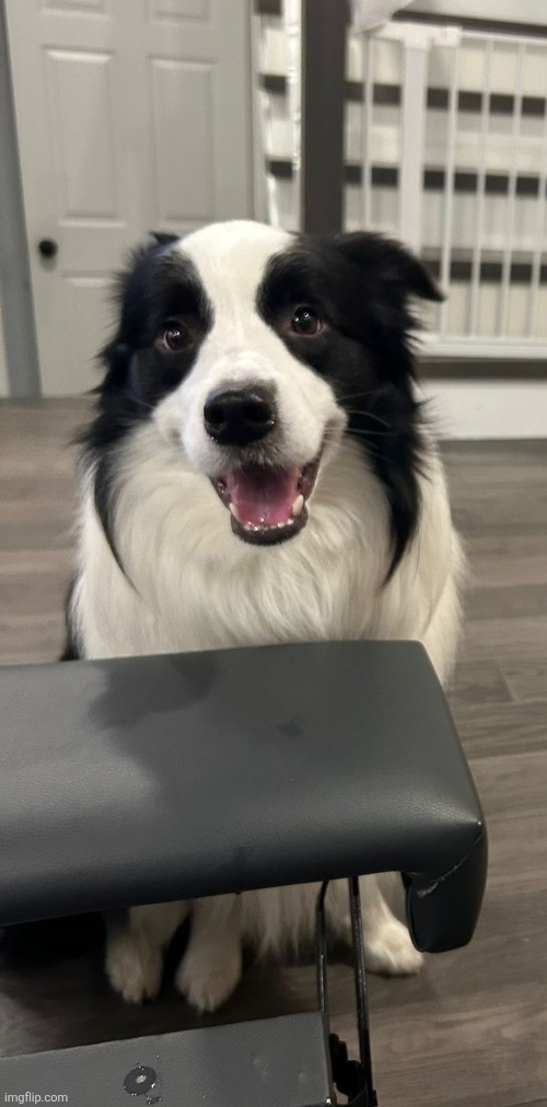 My dog | image tagged in dog | made w/ Imgflip meme maker