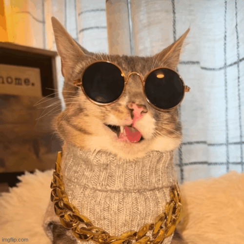 this cat is cooler then all of you | made w/ Imgflip meme maker